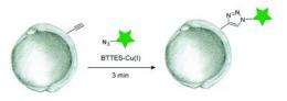 Click chemistry with copper -- a biocompatible version