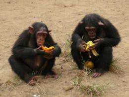 Collaboration encourages equal sharing in children but not in chimpanzees