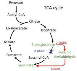 Decades-old conclusion about energy-making pathway of cyanobacteria is corrected