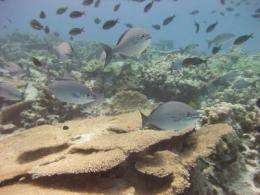 Decline and recovery of coral reefs linked to 700 years of human and environmental activity