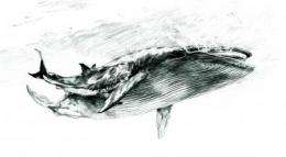 Details of ancient shark attack preserved in fossil whale bone
