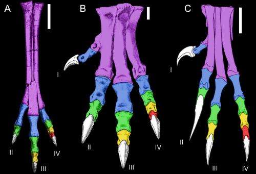 Dinosaurs with killer claws yield new theory about flight
