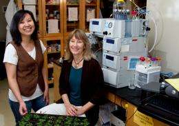 Discovery changes how scientists think about plant cell wall formation