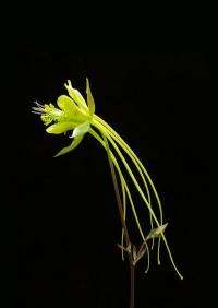 Dramatic diversity of columbine flowers explained by a simple change in cell shape