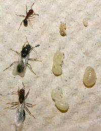 Fast-evolving genes control developmental differences in social insects