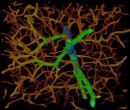 Fast new method for mapping blood vessels may aid cancer research