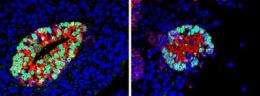 Fetal tissue plays pivotal role in formation of insulin-producing cells
