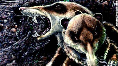 First known mammalian skull from Late Cretaceous discovered in South America