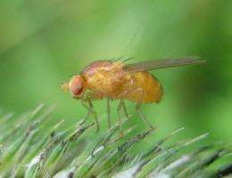 Fruit flies on meth: Study explores whole-body effects of toxic drug