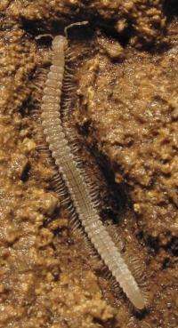 Genetic study of cave millipedes reveals isolated populations and ancient divergence between species