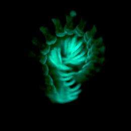 Glow-in-the-dark millipede says 'stay away'
