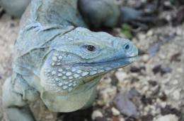 Grand Cayman blue iguana: Back from the brink of extinction