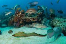 Hidden Baja undersea park is the world's most robust marine reserve