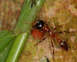 How ants tame the wilderness: Rainforest species use chemicals to identify which plants to prune