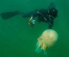 Hunting jellyfish threaten fish stocks