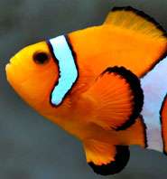 Ocean acidification leaves clownfish deaf to predators