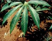 UN warns cassava virus, first identified by Bristol researchers, nearing an epidemic in Africa