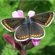 British butterfly is evolving to respond to climate change