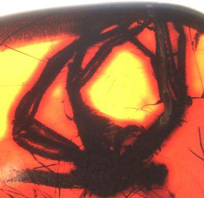 Imaging technology reveals intricate details of 49-million-year-old spider