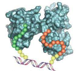 Improved method for capturing proteins holds promise for biomedical research