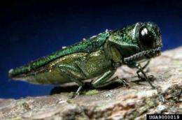 Invasive forest insects cost homeowners, taxpayers billions