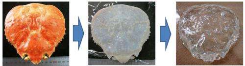 Japanese researchers turn a crab shell transparent