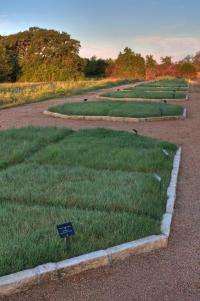 Lawn of native grasses beats traditional lawn for lushness, weed resistance