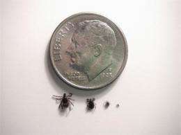 Lyme disease tick adapts to life on the (fragmented) prairie