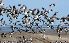 Migratory birds don't train for migrations