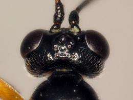 Misleading morphology: 3 European parasitoid wasp 'species' are seasonal forms of just 1