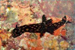 More than 300 new species discovered in the Philippines