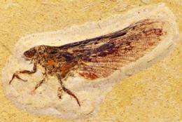 Mysterious fossils provide new clues to insect evolution