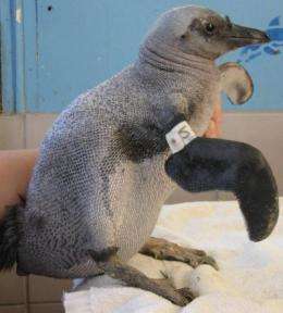 'Naked' penguins baffle experts