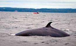 New computer program promises to save the whales