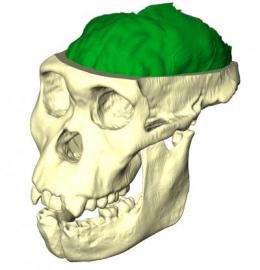 New evidence suggests that Au.sediba is the best candidate for the genus Homo