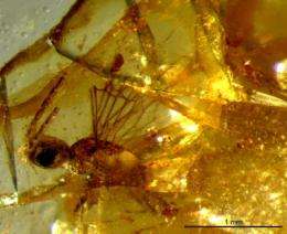 New family of wasps found in North American amber, closest relatives in southern hemisphere