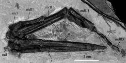 New material of Early Cretaceous ornithurine bird Gansus supporting it’s a volant and diving bird