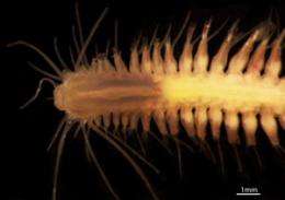 New species of deep-sea worms named as part of contest 