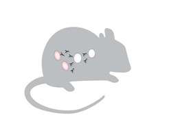 NIH researchers slow immune attack on ovaries in mice