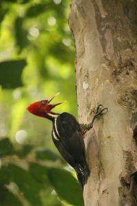 Planting trees may save Costa Rican birds threatened by intensive farming