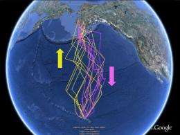 Plovers tracked across the Pacific