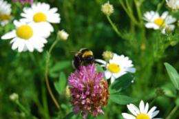 Pollination services at risk following declines of Swedish bumblebees