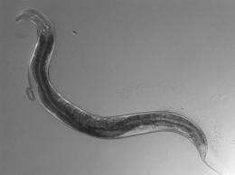 Recycling fat might help worms live longer