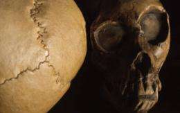 Researchers consider ancestry of recent fossil finds