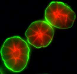 Researchers illuminate laminin's role in cancer formation