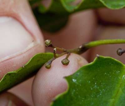 Researchers pinpoint key events in ancient plant evolution