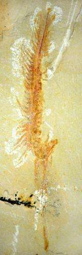 Researchers reveal remarkable fossil