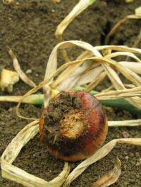 Research helps breeders really know their onions to enhance global food security