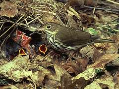 Research shows that soil calcium limits forest songbirds