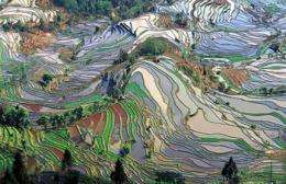 Rice's origins point to China, genome researchers conclude